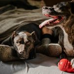 brown and white short coated dog lying on bed