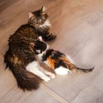 A couple of cats laying on top of a wooden floor