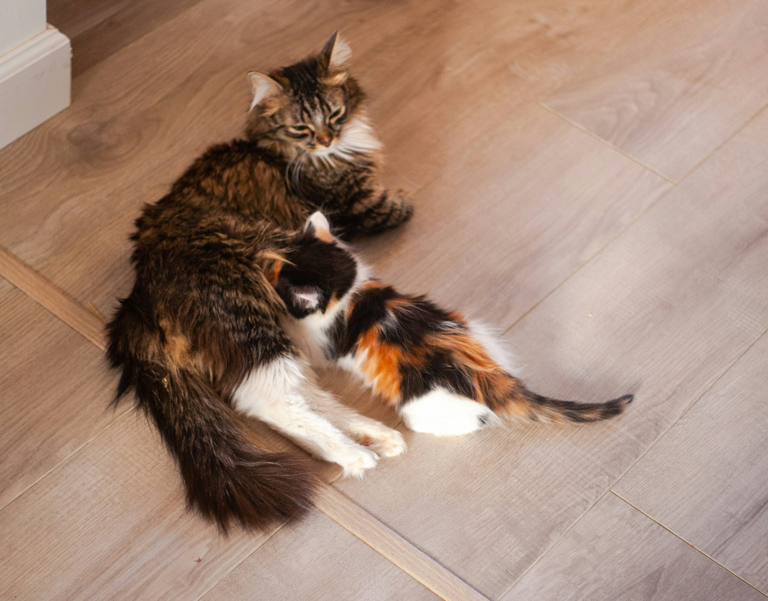 A couple of cats laying on top of a wooden floor