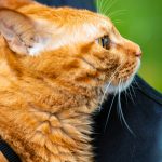 a close up of a cat on a person's arm