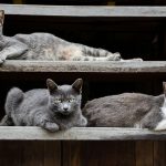 a group of cats sitting on top of a wooden shelf
