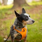 black and white short coated dog with orange collar