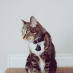 black cat sitting on grey rug