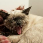 white and black cat lying on red textile