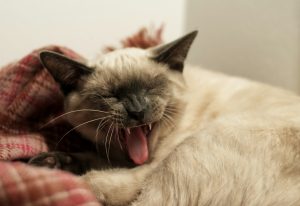 white and black cat lying on red textile