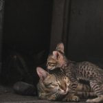 a couple of cats laying next to each other