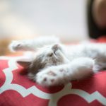 kitten lying on red and white quatrefoil textile