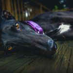 short-coated black dog lying on brown wooden surface